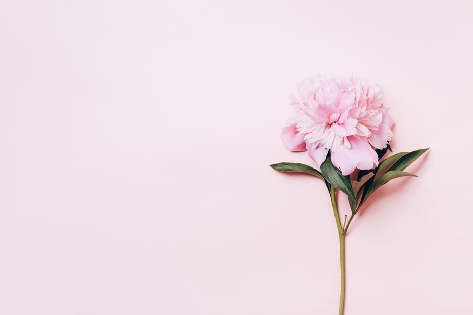 Pink Peony on Light Background