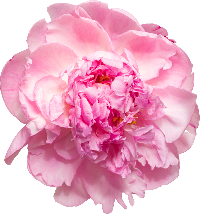 Pink Peony Flower